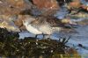 Purple Sandpiper at Canvey Point (Richard Howard) (88062 bytes)