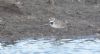 Little Ringed Plover at Lower Raypits (Andrew Armstrong) (61316 bytes)