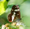White Admiral at Belfairs N.R. (Vince Kinsler) (93091 bytes)