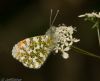 Orange-tip at Canewdon (Jeff Delve) (51942 bytes)