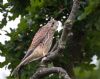 Kestrel at Gunners Park (Andrew Armstrong) (73156 bytes)