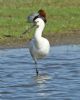 Spoonbill at Bowers Marsh (RSPB) (Graham Oakes) (63946 bytes)