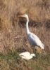 Great White Egret at Wallasea Island (RSPB) (Jeff Delve) (90358 bytes) Great White Egret at Wallasea Island (RSPB) (Jeff Delve) (90358 bytes)