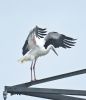 White Stork at Bowers Marsh (RSPB) (Graham Oakes) (43899 bytes) White Stork at Bowers Marsh (RSPB) (Graham Oakes) (43899 bytes)