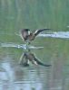 Spotted Crake at Bowers Marsh (RSPB) (Graham Oakes) (79248 bytes)