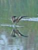 Spotted Crake at Bowers Marsh (RSPB) (Graham Oakes) (79248 bytes)