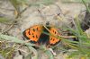 Small Copper at Wallasea Island (RSPB) (Richard Howard) (78698 bytes)