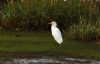 Cattle Egret at Wallasea Island (RSPB) (Steve Arlow) (89527 bytes) Cattle Egret at Wallasea Island (RSPB) (Steve Arlow) (89527 bytes)