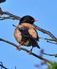 Rose-coloured Starling at Rayleigh (Graham Oakes) (59314 bytes)