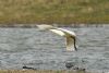 Spoonbill at Bowers Marsh (RSPB) (Graham Oakes) (62053 bytes)