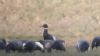 Black Brant at Wallasea Island (RSPB) (Tim Bourne) (33525 bytes) Black Brant at Wallasea Island (RSPB) (Tim Bourne) (33525 bytes)