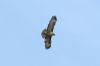 Buzzard at Rochford (Steve Arlow) (44845 bytes) Buzzard at Rochford (Steve Arlow) (44845 bytes)