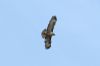 Buzzard at Rochford (Steve Arlow) (44845 bytes)