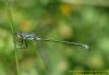 Scarce Emerald Damselfly at Benfleet Creek (Richard Howard) (38371 bytes)