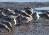 Knot at Leigh Cocklesheds (Graham Mee) (75618 bytes)