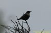 Ring Ouzel at Gunners Park (Richard Howard) (32352 bytes)