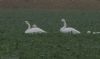 Whooper Swan at Wallasea Island (RSPB) (Jeff Delve) (196117 bytes)