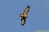 Buzzard at Vange Marsh (RSPB) (Richard Howard) (35203 bytes)