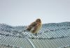 Twite at Wallasea Island (RSPB) (Paul Baker) (67360 bytes)