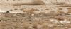 Shore Lark at Wallasea Island (RSPB) (Steve Arlow) (67469 bytes) Shore Lark at Wallasea Island (RSPB) (Steve Arlow) (67469 bytes)