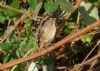 Redstart at Gunners Park (Richard Howard) (185005 bytes) Redstart at Gunners Park (Richard Howard) (185005 bytes)