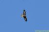 Buzzard at Thundersley Glen (Richard Howard) (27790 bytes)