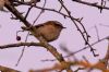 Firecrest at Two Tree Island (Tim Bourne) (60071 bytes)