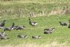 Black Brant at Fleet Head (Steve Arlow) (93545 bytes)