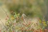 Yellow Wagtail at Gunners Park (Richard Howard) (125238 bytes)