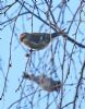 Lesser Redpoll at Canvey Wick (Graham Oakes) (79699 bytes)