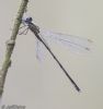 Willow Emerald Damselfly at Canewdon (Jeff Delve) (39852 bytes) Willow Emerald Damselfly at Canewdon (Jeff Delve) (39852 bytes)