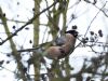 Bullfinch at Magnolia NR, Hawkwell (Graham Ryland) (73243 bytes)