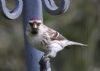 Mealy Redpoll at Canewdon (Jeff Delve) (40040 bytes)