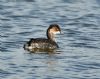 Black-necked Grebe at Bowers Marsh (RSPB) (Graham Oakes) (91169 bytes) Black-necked Grebe at Bowers Marsh (RSPB) (Graham Oakes) (91169 bytes)