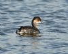 Black-necked Grebe at Bowers Marsh (RSPB) (Graham Oakes) (91169 bytes)