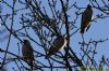 Waxwing at Rayleigh (Richard Howard) (89857 bytes)