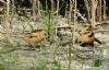 Bearded Tit at Bowers Marsh (RSPB) (Graham Oakes) (112354 bytes)