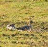 Tundra Bean Goose at Bowers Marsh (RSPB) (Graham Oakes) (98109 bytes) Tundra Bean Goose at Bowers Marsh (RSPB) (Graham Oakes) (98109 bytes)