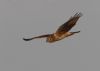 Hen Harrier at Wallasea Island (RSPB) (Jeff Delve) (25512 bytes) Hen Harrier at Wallasea Island (RSPB) (Jeff Delve) (25512 bytes)