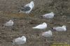 Herring Gull at Private site with no public access (Richard Howard) (134571 bytes)