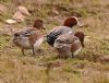 Wigeon at Wallasea Island (RSPB) (Vince Kinsler) (114554 bytes)