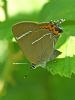 White-letter Hairstreak at Bowers Marsh (RSPB) (Graham Oakes) (54829 bytes) White-letter Hairstreak at Bowers Marsh (RSPB) (Graham Oakes) (54829 bytes)