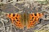 Comma at Belfairs Great Wood (Richard Howard) (112321 bytes)