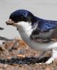 House Martin at Gunners Park (Vince Kinsler) (82978 bytes)