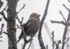 Hawfinch at Pound Wood (Tim Bourne) (45582 bytes)