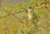 Grasshopper Warbler at Bowers Marsh (RSPB) (Graham Oakes) (81007 bytes)