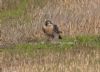 Peregrine Falcon at Wallasea Island (RSPB) (Jeff Delve) (93983 bytes)