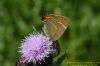 White-letter Hairstreak at Benfleet Downs (Richard Howard) (61793 bytes)