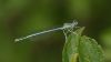 White-legged Damselfly at Edwards Hall Park (Steve Arlow) (30227 bytes)