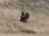 Pallid Harrier at Wallasea Island (RSPB) (Vince Kinsler) (34189 bytes)